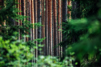 Doing Business in the Nordics - Forest in The Nordics - Aexus